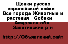 Щенки русско европейской лайки - Все города Животные и растения » Собаки   . Амурская обл.,Завитинский р-н